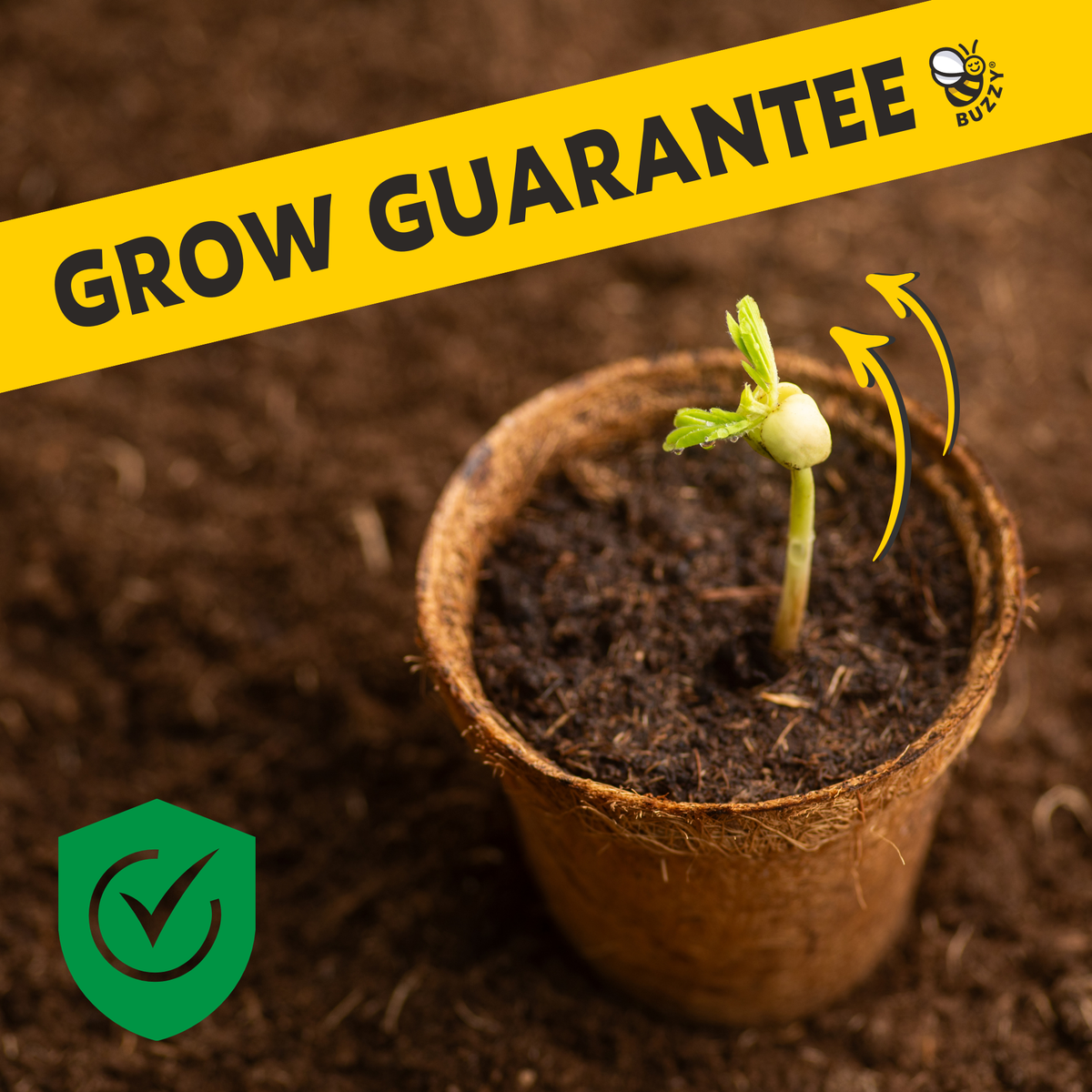 Timeless Ceramic Assorted Seed Grow Kit
