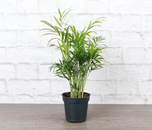 Neanthe Bella Palm, Parlor Palm - Live Plant